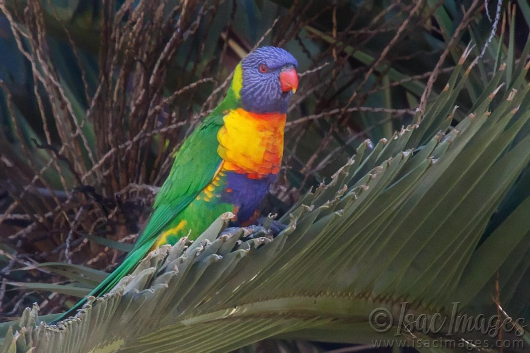 Click image for larger version

Name:	0114-Rainbow_Lorikeet.jpg
Views:	36
Size:	100.8 KB
ID:	487591