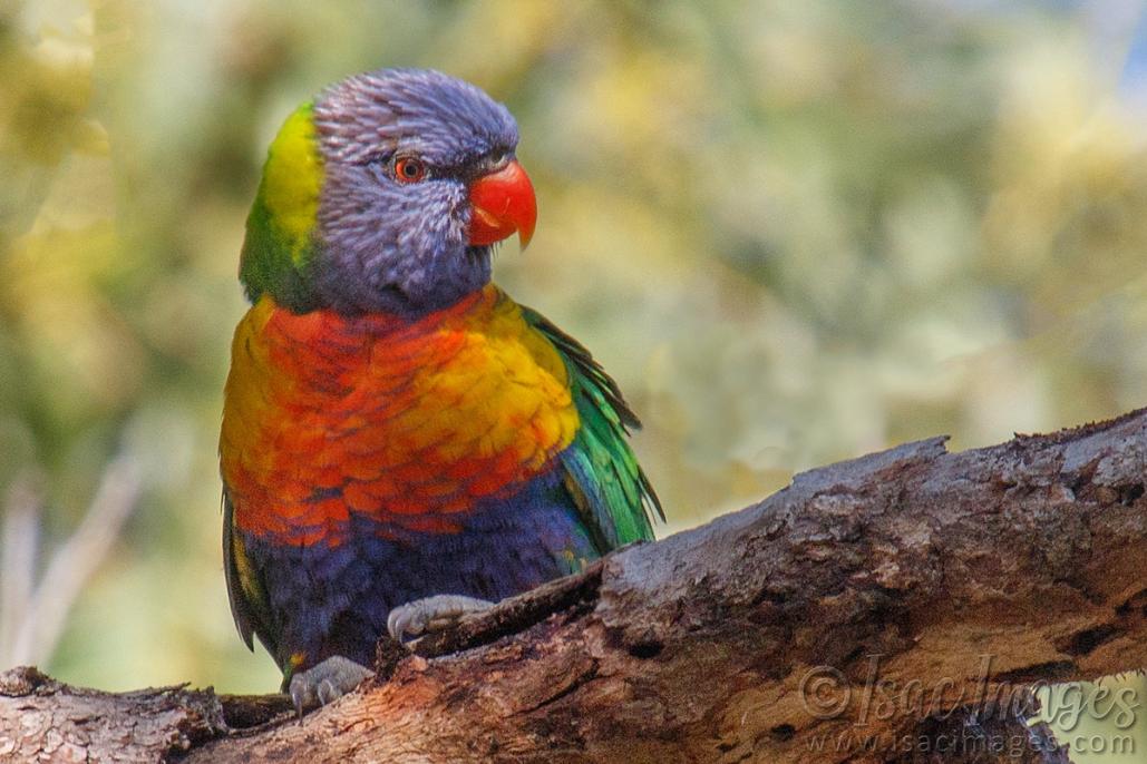 Click image for larger version

Name:	0085-Rainbow_Lorikeet.jpg
Views:	40
Size:	98.5 KB
ID:	487592