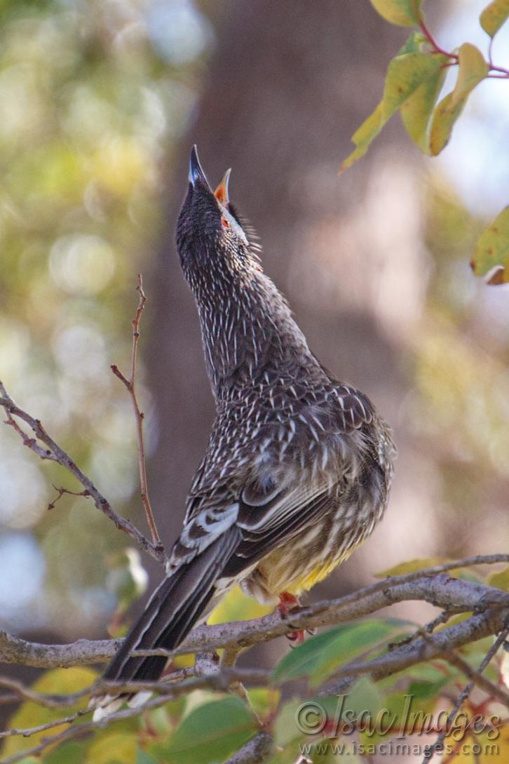 Click image for larger version

Name:	0030-Red_Wattle_Bird_Singing.jpg
Views:	59
Size:	92.6 KB
ID:	487594