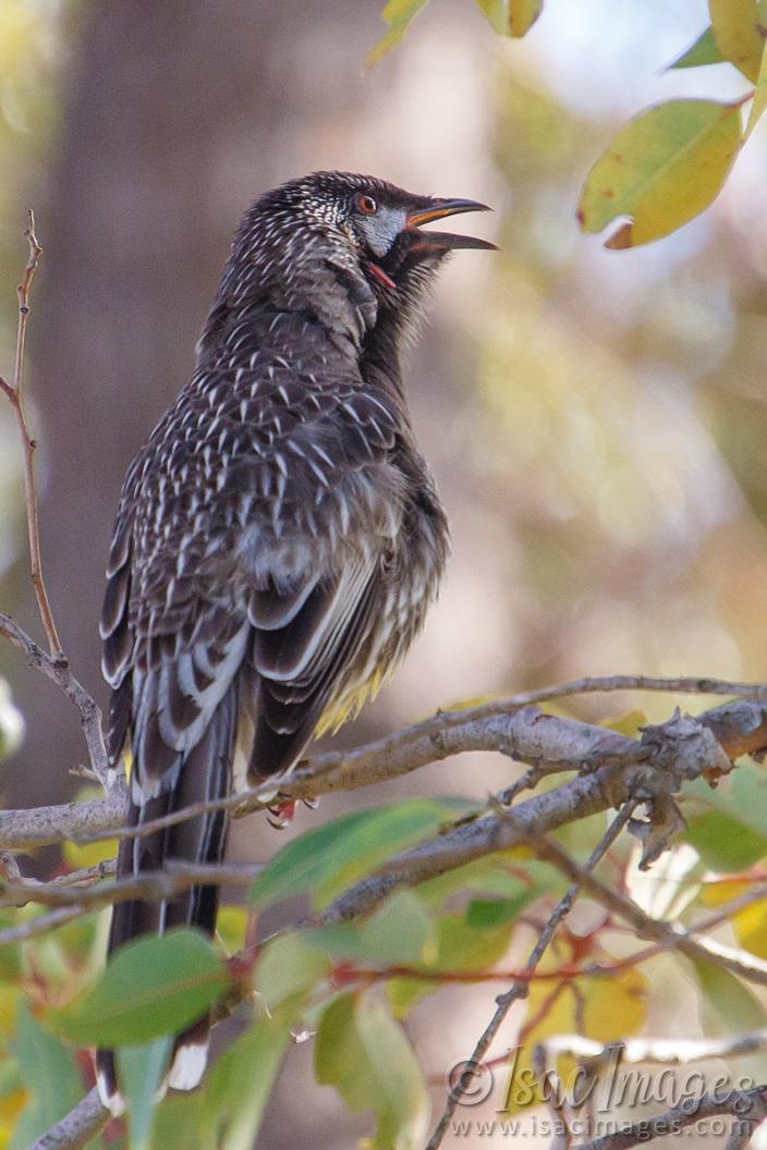 Click image for larger version

Name:	0028-Red_Wattle_Bird_Singing.jpg
Views:	65
Size:	92.8 KB
ID:	487595