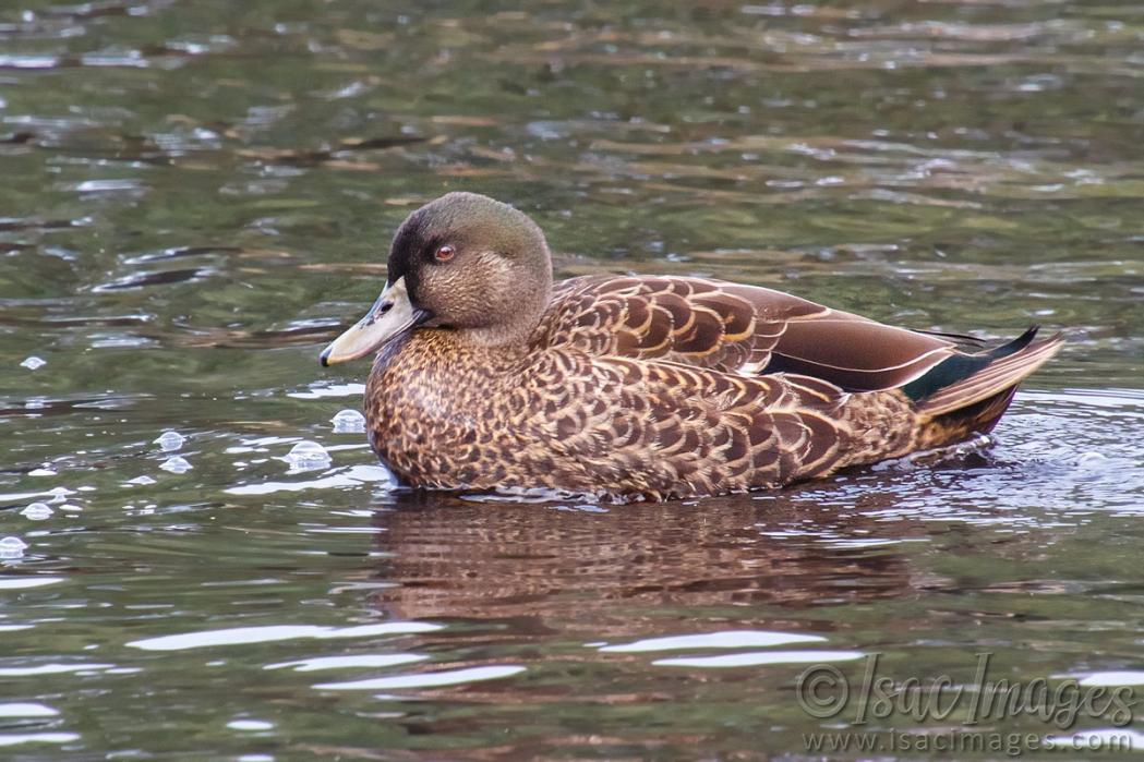 Click image for larger version

Name:	9817-Grey_Teal_Duck.jpg
Views:	27
Size:	122.2 KB
ID:	487599