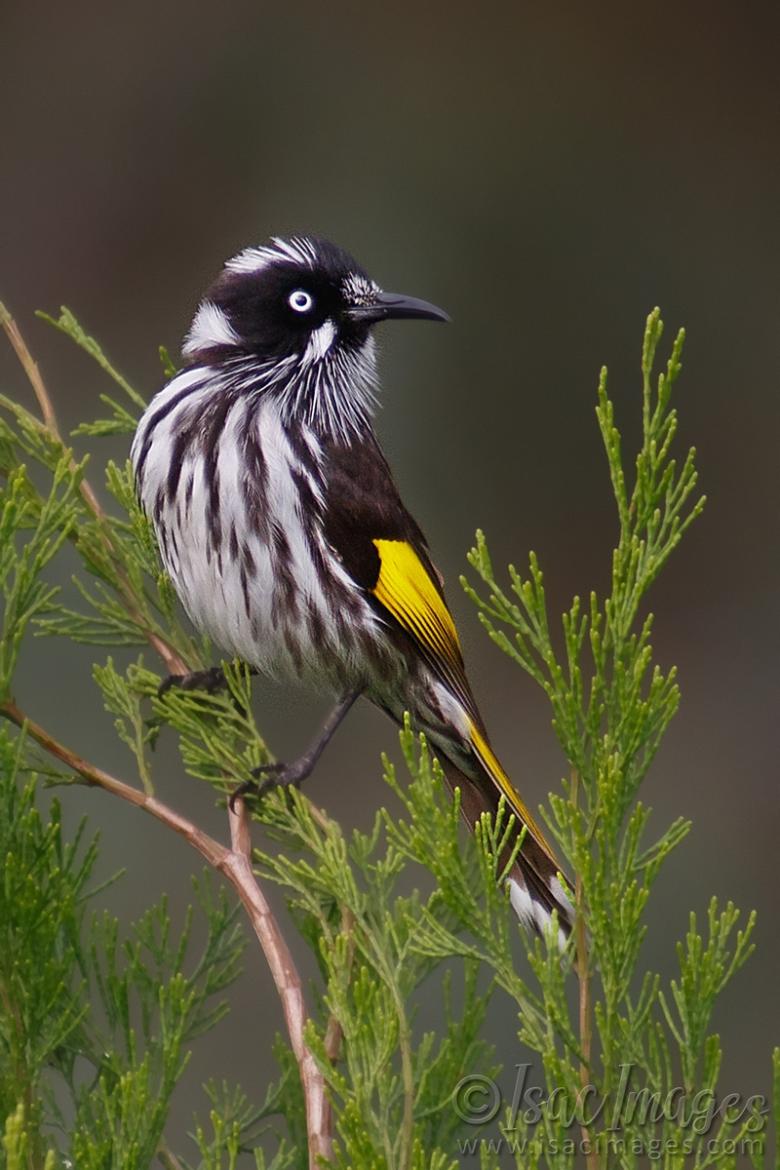 Click image for larger version

Name:	9945-New_Holland_Honeyeater.jpg
Views:	53
Size:	97.3 KB
ID:	487717