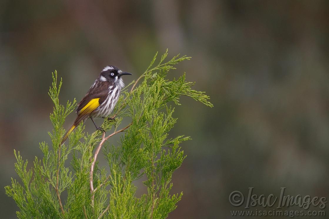 Click image for larger version

Name:	9944-New_Holland_Honeyeater.jpg
Views:	40
Size:	83.0 KB
ID:	487718