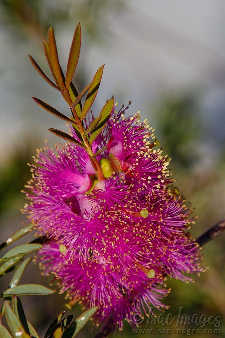 Click image for larger version

Name:	0269_Callistemon_Hot_Pink.jpg
Views:	58
Size:	113.5 KB
ID:	487727