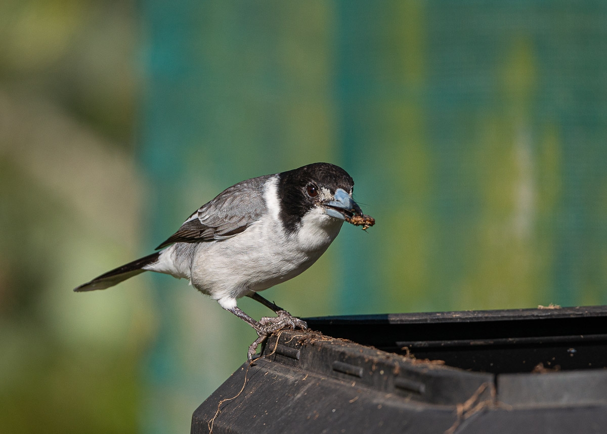 Click image for larger version

Name:	20220709_BackyardButcherBirds_0004.jpg
Views:	55
Size:	425.6 KB
ID:	487743