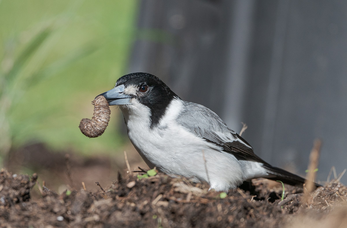 Click image for larger version

Name:	20220709_BackyardButcherBirds_0061.jpg
Views:	49
Size:	422.1 KB
ID:	487744