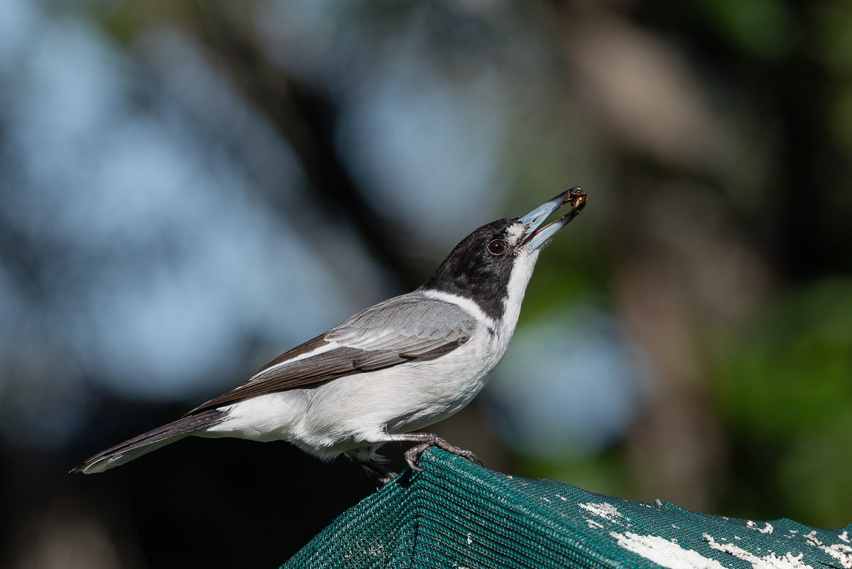 Click image for larger version

Name:	20220709_BackyardButcherBirds_0027.jpg
Views:	60
Size:	397.2 KB
ID:	487745