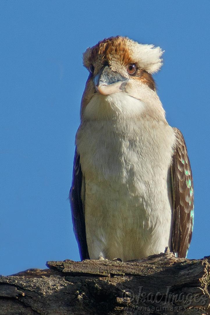 Click image for larger version

Name:	0349-Kookaburra.jpg
Views:	53
Size:	100.6 KB
ID:	487827