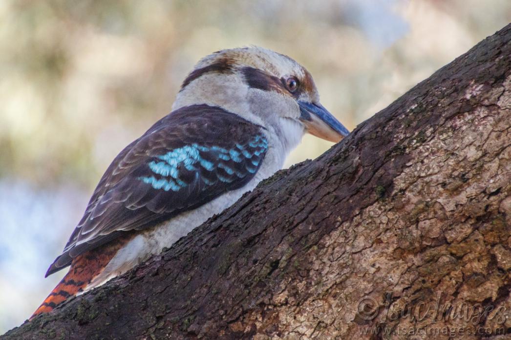 Click image for larger version

Name:	0371-Kookaburra.jpg
Views:	52
Size:	109.4 KB
ID:	487828