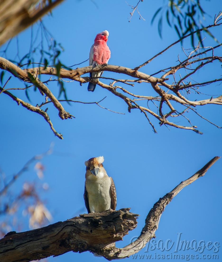 Click image for larger version

Name:	0353-Kookaburra_Galah.jpg
Views:	63
Size:	109.0 KB
ID:	487829