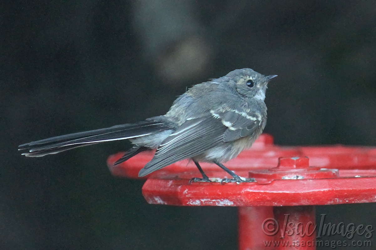 Click image for larger version

Name:	843-Juvenile_Grey_Fantail.jpg
Views:	44
Size:	481.5 KB
ID:	487834