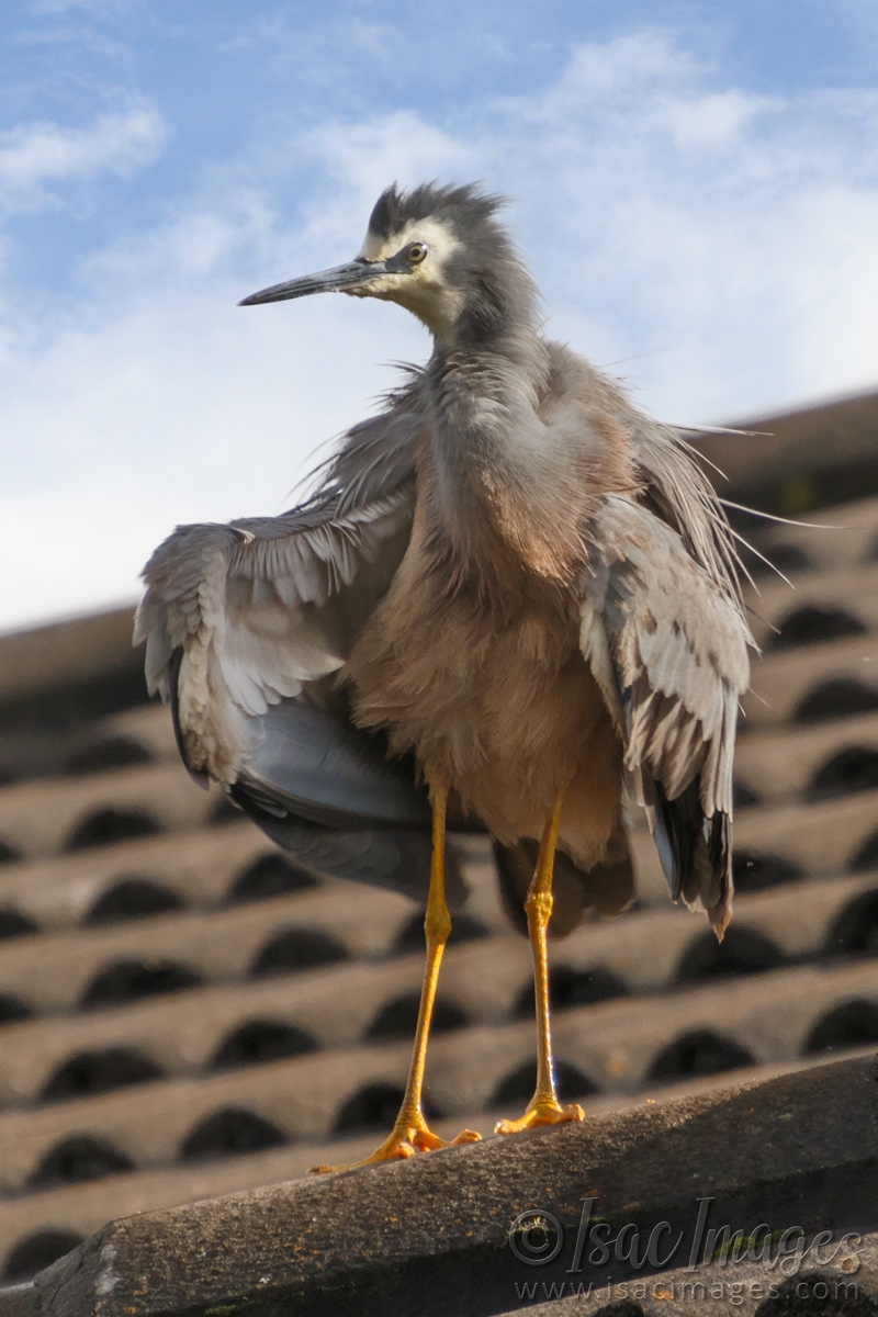 Click image for larger version

Name:	0431-White_Faced_Heron-1.jpg
Views:	42
Size:	491.3 KB
ID:	487914