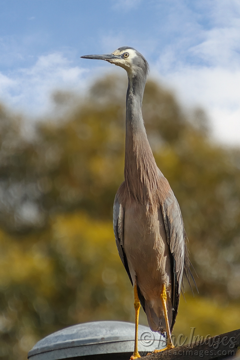 Click image for larger version

Name:	0439-White_Faced_Heron-4.jpg
Views:	41
Size:	456.5 KB
ID:	487915