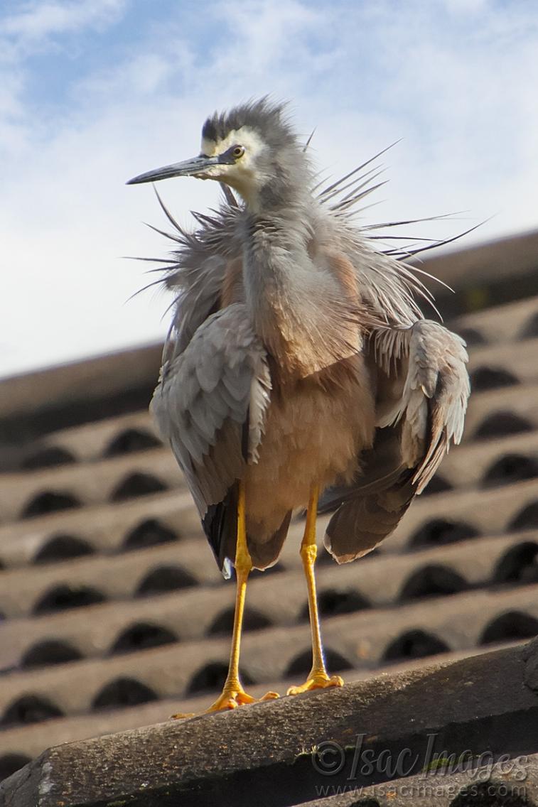 Click image for larger version

Name:	0432-White_Faced_Heron-2.jpg
Views:	41
Size:	94.6 KB
ID:	487916