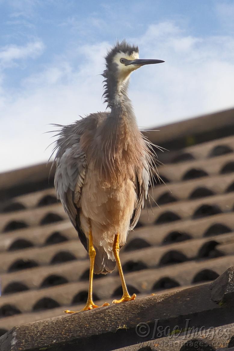 Click image for larger version

Name:	0434-White_Faced_Heron-3.jpg
Views:	40
Size:	88.0 KB
ID:	487917