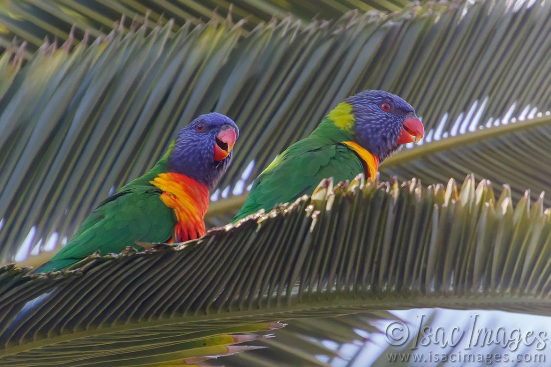 Click image for larger version

Name:	0420-Rainbow_Lorikeets.jpg
Views:	45
Size:	107.0 KB
ID:	487919