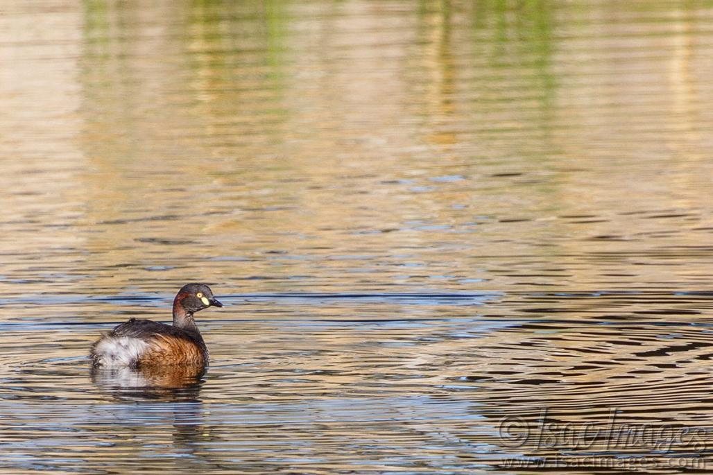 Click image for larger version

Name:	0426-Grebe.jpg
Views:	51
Size:	115.5 KB
ID:	487921