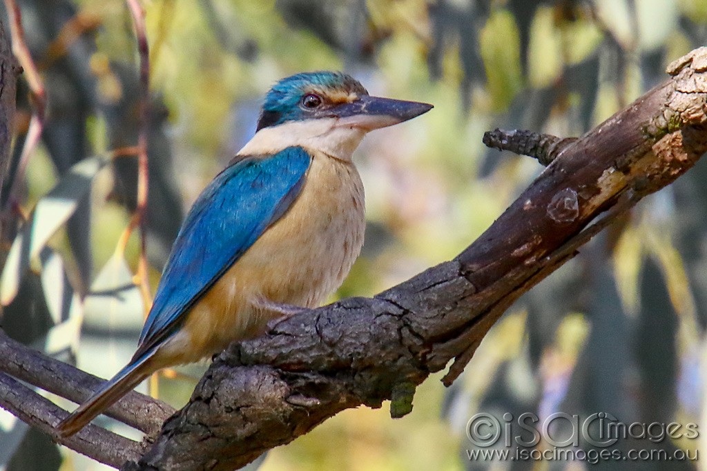 Click image for larger version

Name:	3456-Sacred_Kingfisher.jpg
Views:	52
Size:	187.6 KB
ID:	468042