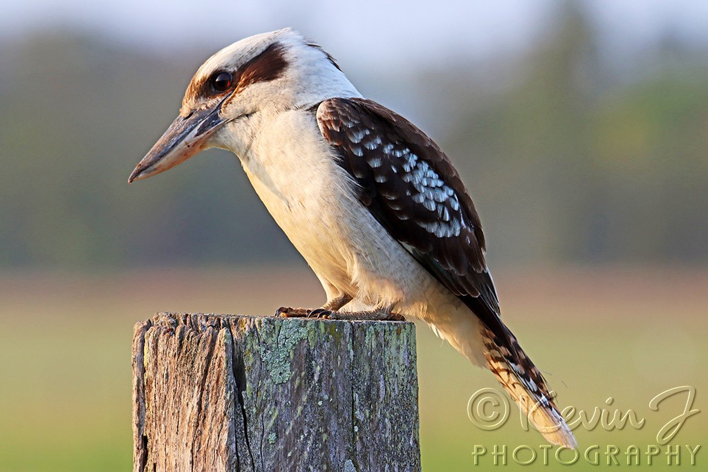 Click image for larger version

Name:	Kookaburra 1 copy.jpg
Views:	29
Size:	157.7 KB
ID:	468131