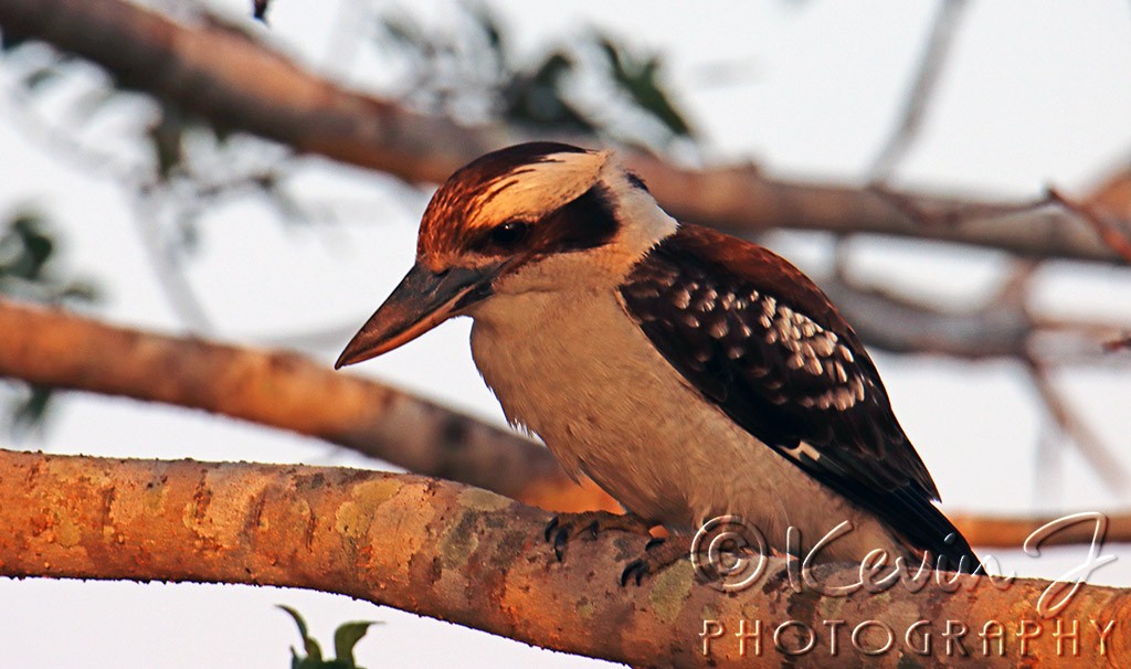 Click image for larger version

Name:	Kookaburra 2 copy.jpg
Views:	36
Size:	138.3 KB
ID:	468140