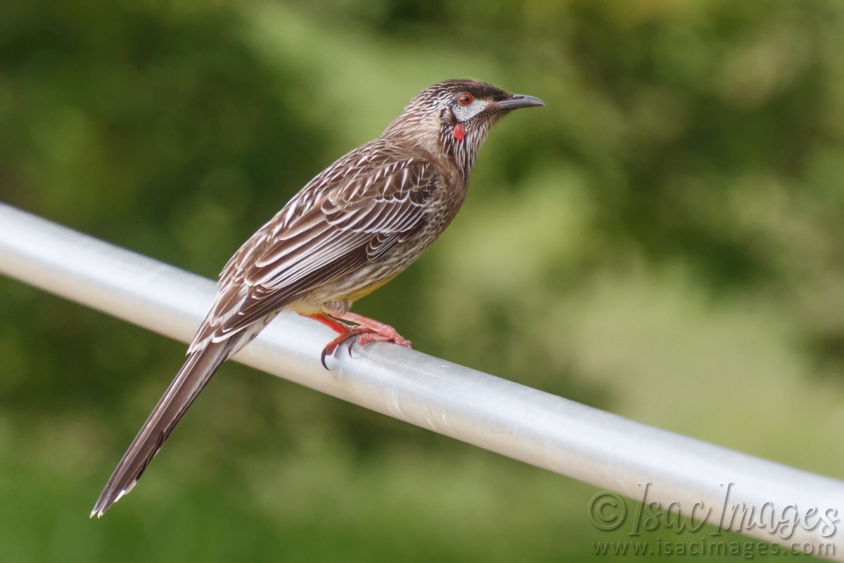 Click image for larger version

Name:	0460-Red_Wattlebird.jpg
Views:	50
Size:	456.6 KB
ID:	487971