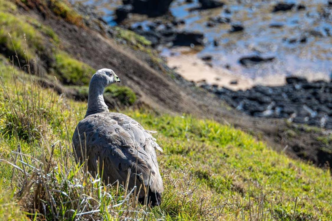 Click image for larger version

Name:	Cape Barren Goose 1.jpg
Views:	72
Size:	162.5 KB
ID:	488053