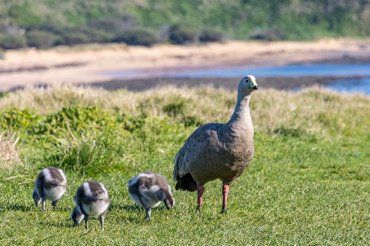 Click image for larger version

Name:	Cape Barren Goose 2.jpg
Views:	54
Size:	487.8 KB
ID:	488054