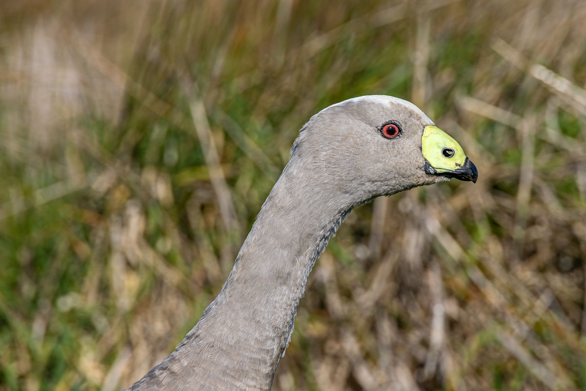 Click image for larger version

Name:	Cape Barren Goose 3.jpg
Views:	57
Size:	407.3 KB
ID:	488055