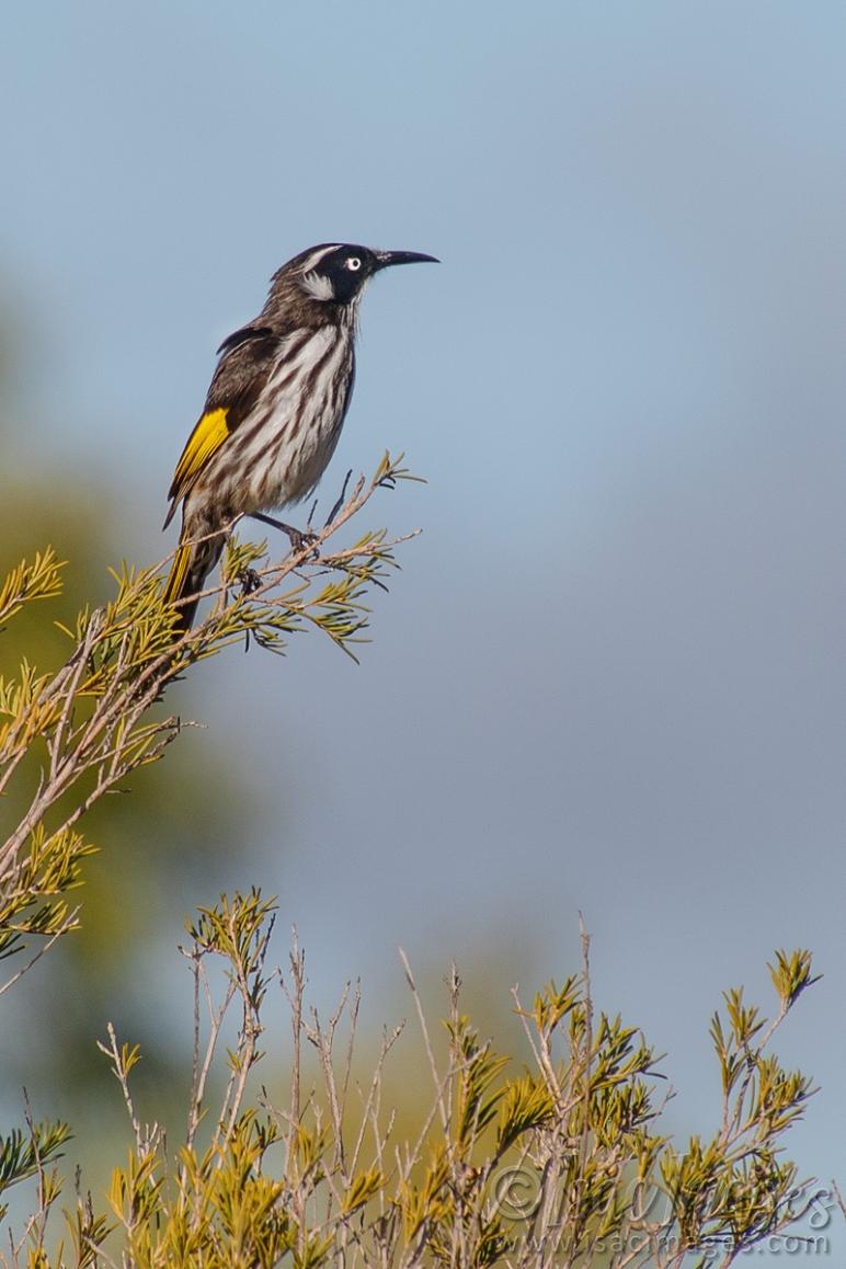 Click image for larger version

Name:	0474-New_Holland_Honeyeater.jpg
Views:	35
Size:	85.3 KB
ID:	488095