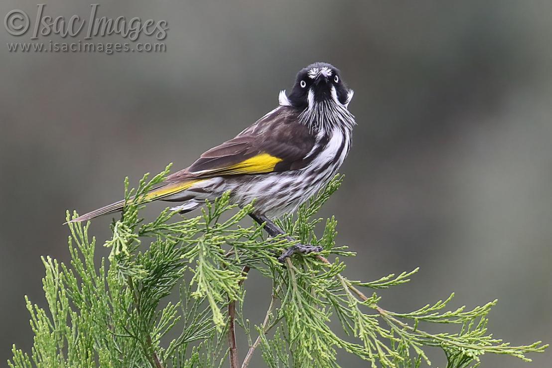 Click image for larger version

Name:	0520-New_Holland_Honeyeater.jpg
Views:	32
Size:	111.5 KB
ID:	488096