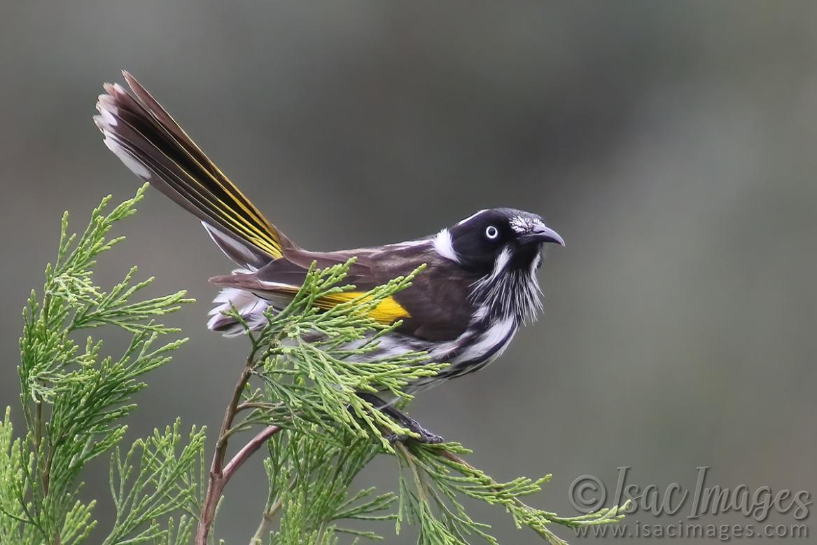 Click image for larger version

Name:	0526-New_Holland_Honeyeater.jpg
Views:	31
Size:	96.7 KB
ID:	488097