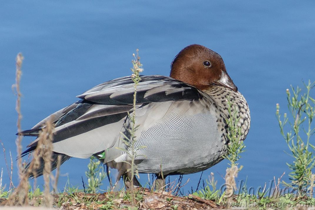 Click image for larger version

Name:	0491-Wood_Duck_Male.jpg
Views:	25
Size:	106.8 KB
ID:	488099