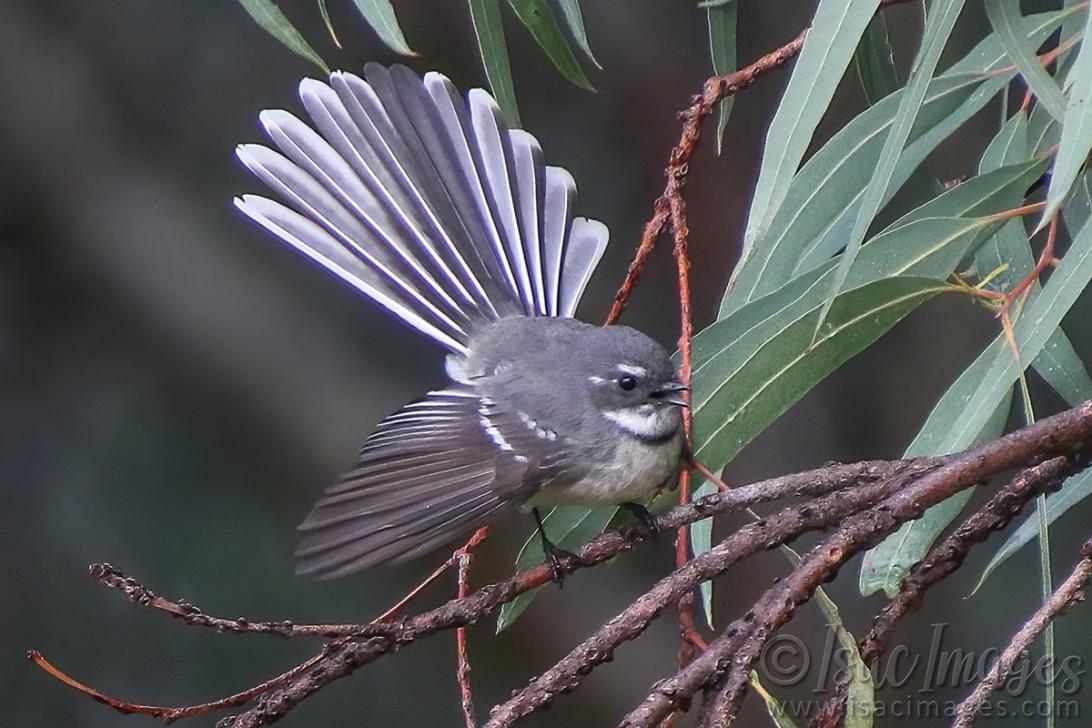 Click image for larger version

Name:	0545-Grey_Fantail.jpg
Views:	18
Size:	109.0 KB
ID:	488101