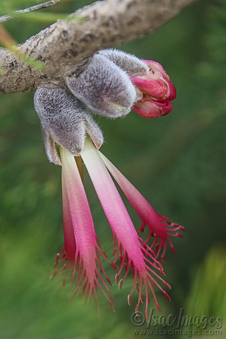 Click image for larger version

Name:	0579-One_Sided_Bottlebrush.jpg
Views:	40
Size:	87.6 KB
ID:	488110