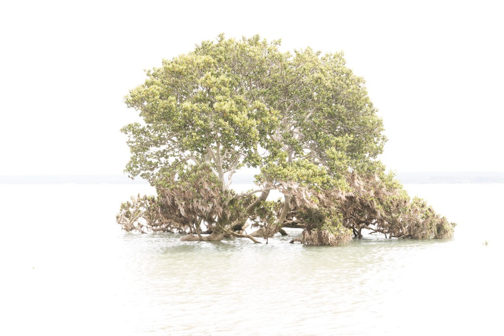 Click image for larger version

Name:	Mangrove +3.jpg
Views:	26
Size:	141.2 KB
ID:	463085