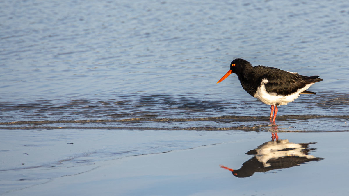 Click image for larger version

Name:	Pied Oyster Catcher.jpg
Views:	54
Size:	134.1 KB
ID:	489204