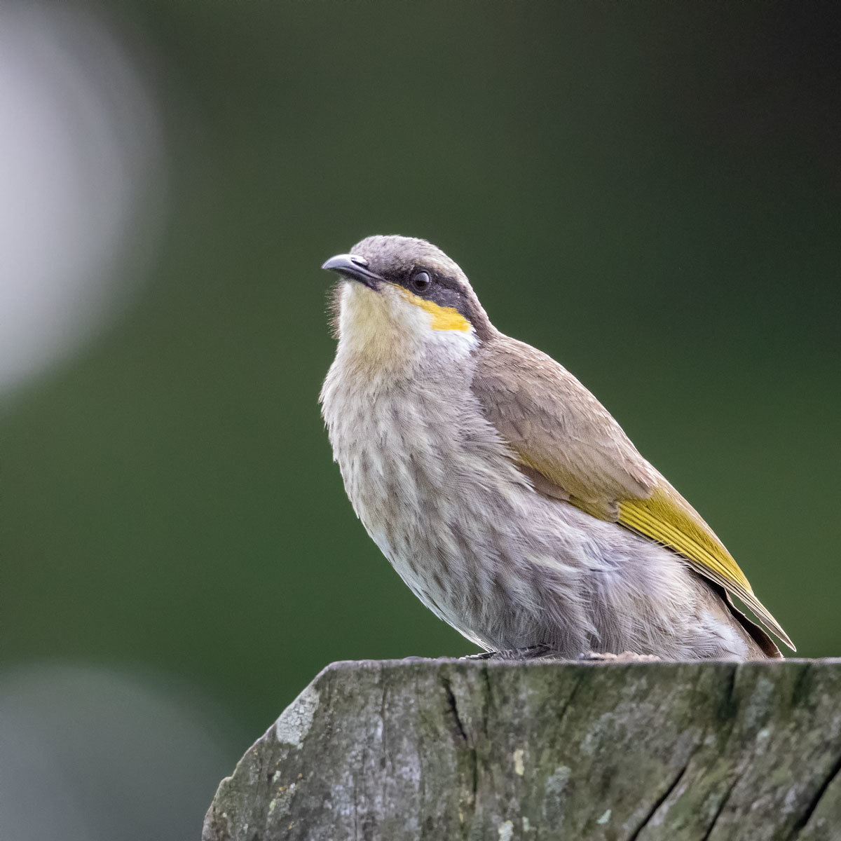 Click image for larger version

Name:	Singing Honeyeater.jpg
Views:	67
Size:	187.1 KB
ID:	489206