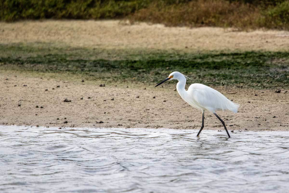 Click image for larger version

Name:	Little Egret.jpg
Views:	58
Size:	128.0 KB
ID:	489208