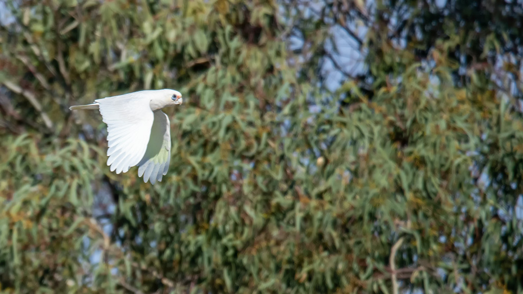 Click image for larger version  Name:	Little Corella 3.jpg Views:	13 Size:	198.2 KB ID:	489313