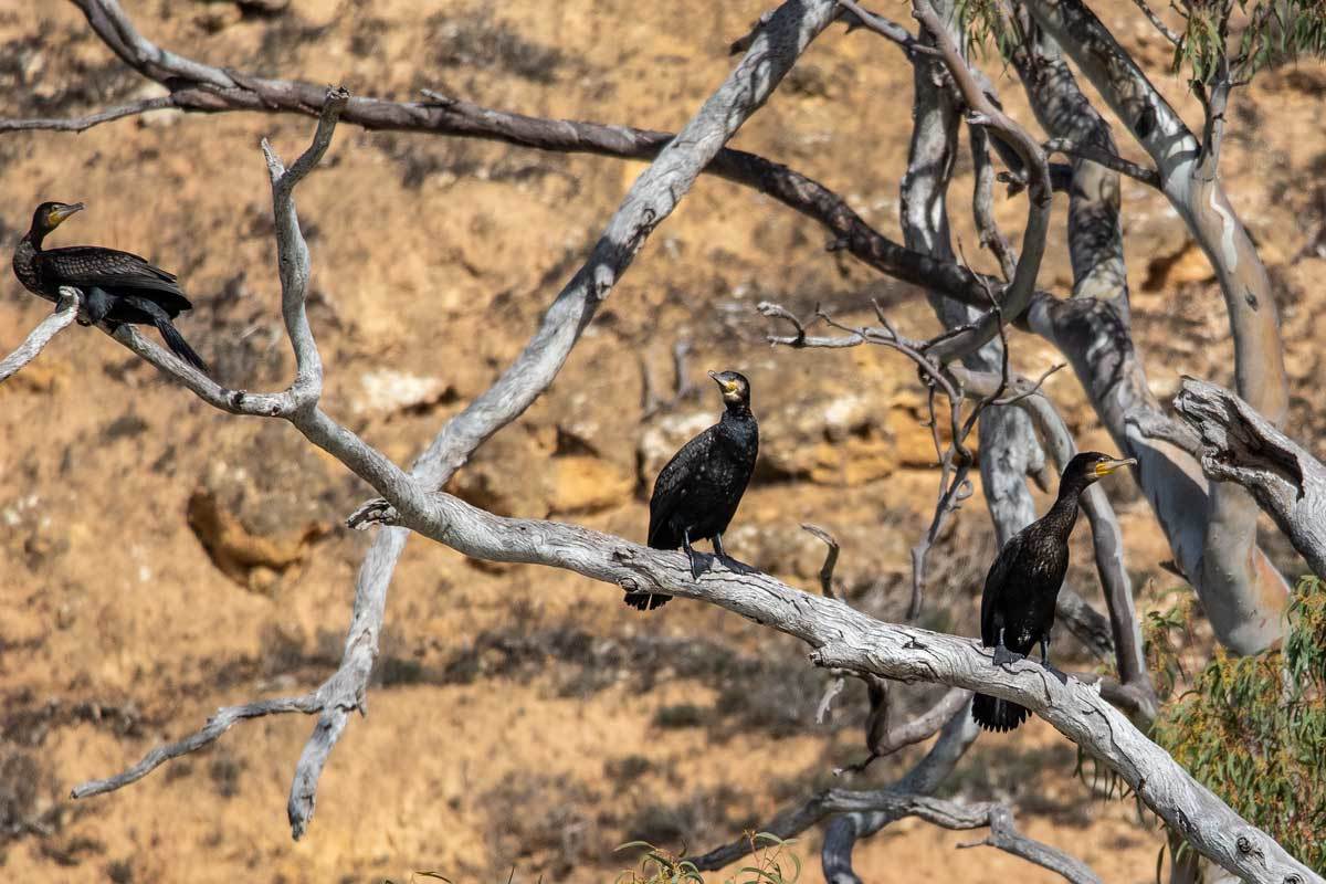 Click image for larger version  Name:	Little Black Cormorant 2.jpg Views:	12 Size:	140.0 KB ID:	489314