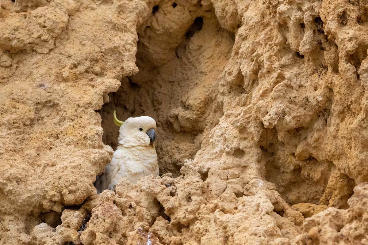 Click image for larger version  Name:	Sulphur Crested Cockatoo.jpg Views:	12 Size:	178.2 KB ID:	489315