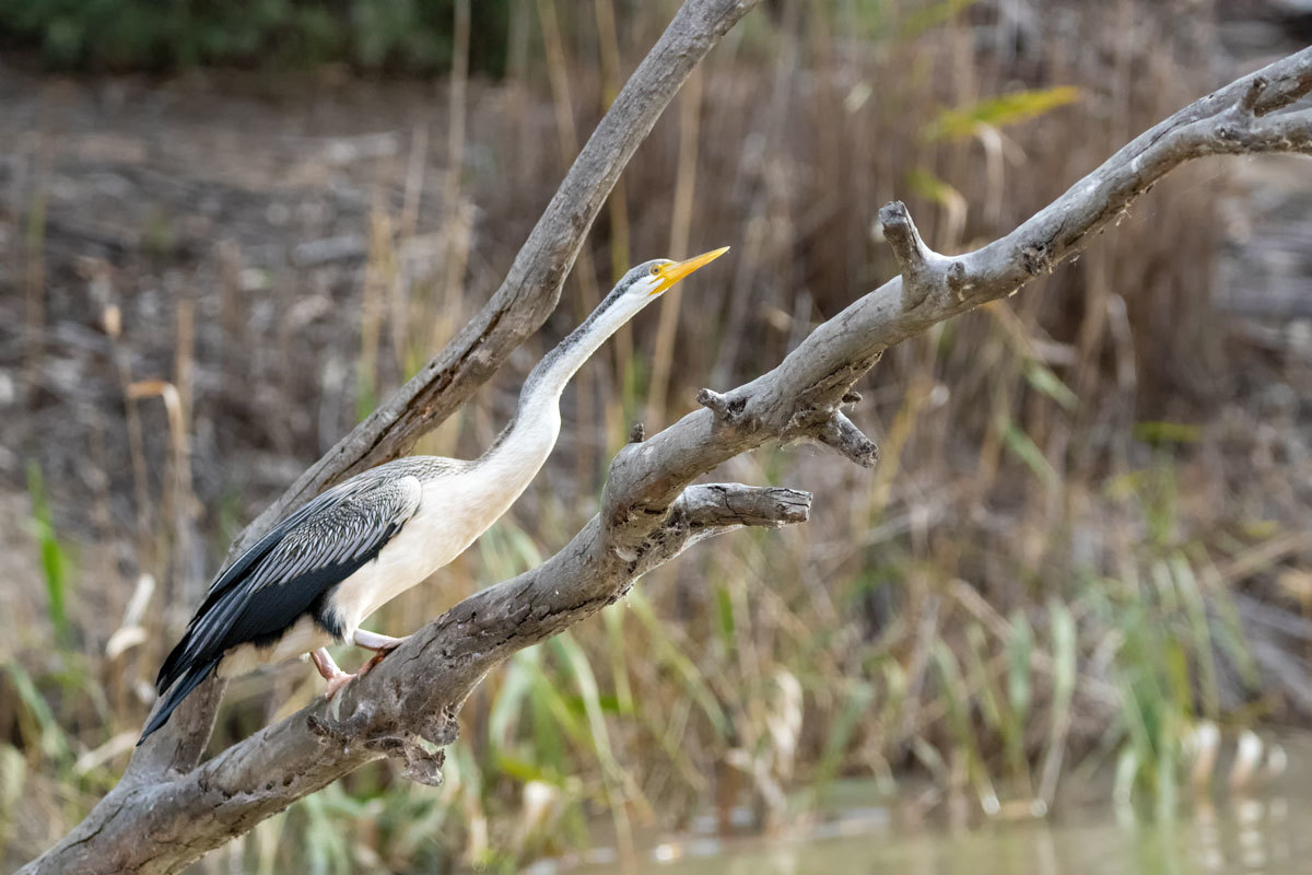 Click image for larger version  Name:	Australasian Darter 3.jpg Views:	15 Size:	169.5 KB ID:	489316