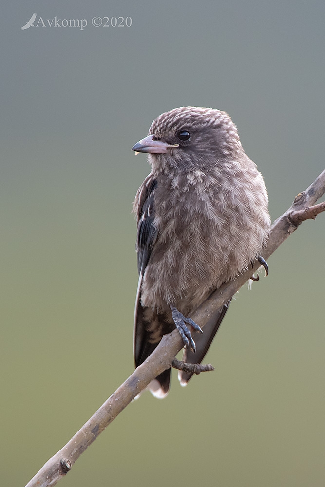 Click image for larger version

Name:	dusky woodswallow 3059.jpg
Views:	69
Size:	274.8 KB
ID:	469724