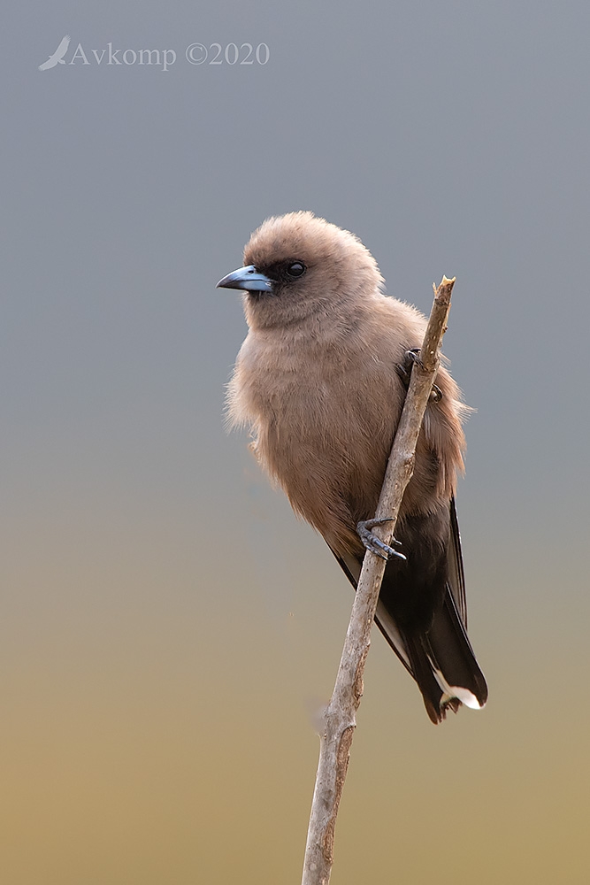 Click image for larger version

Name:	dusky woodswallow 3009.jpg
Views:	57
Size:	224.2 KB
ID:	469725