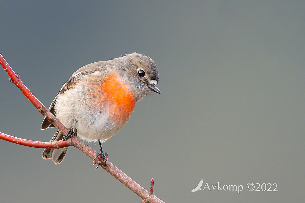 Click image for larger version

Name:	scarlet robin 7682.jpg
Views:	61
Size:	295.0 KB
ID:	489431