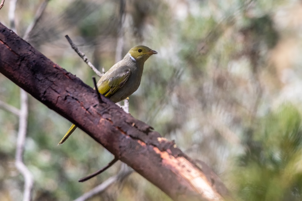 Click image for larger version

Name:	White-plumed Honeyeater.jpg
Views:	154
Size:	298.8 KB
ID:	475407