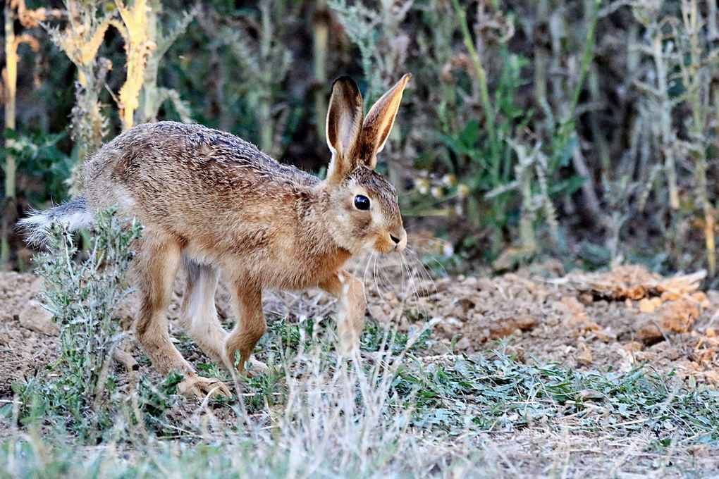 Click image for larger version

Name:	leveret.jpg
Views:	116
Size:	245.8 KB
ID:	489464