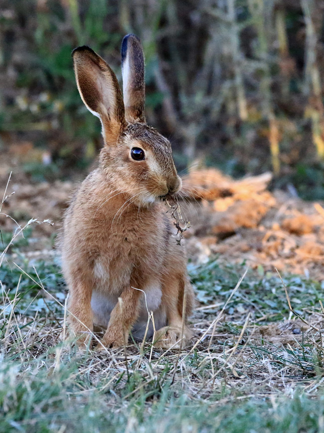 Click image for larger version

Name:	leveret 1.jpg
Views:	88
Size:	244.7 KB
ID:	489465