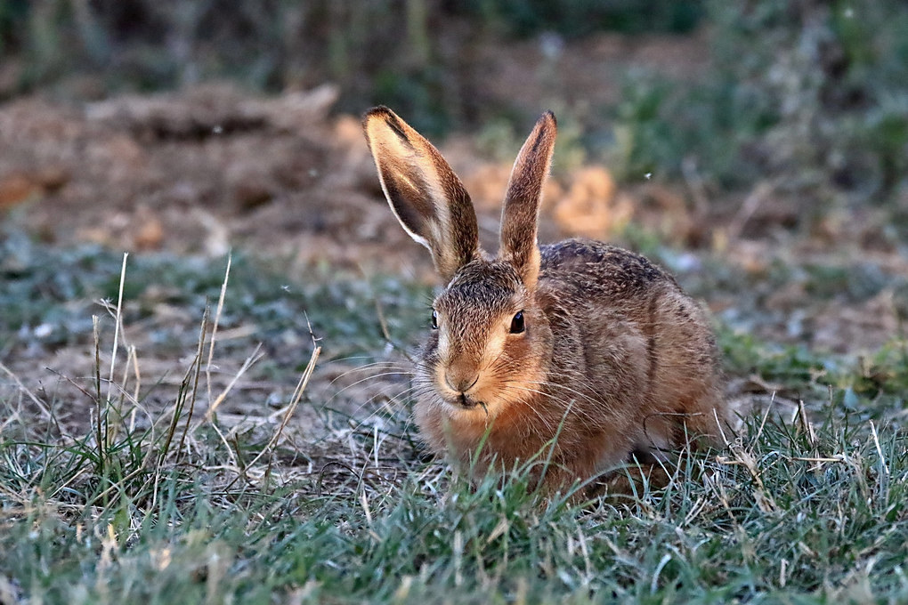 Click image for larger version

Name:	leveret2.jpg
Views:	94
Size:	247.2 KB
ID:	489466