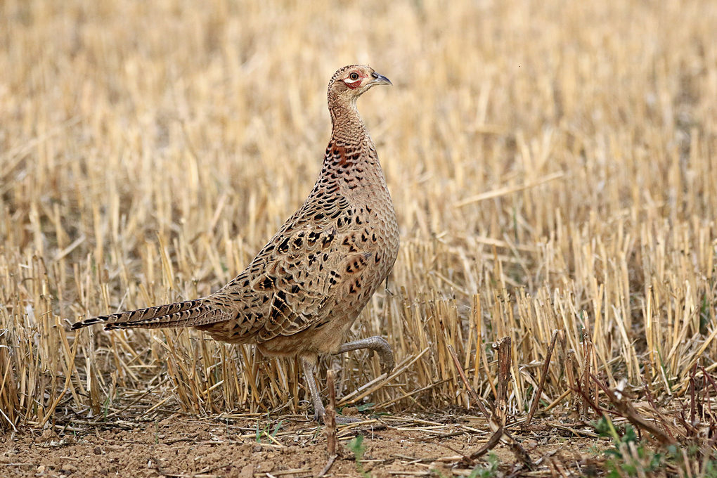 Click image for larger version

Name:	Hen Pheasant.jpg
Views:	122
Size:	245.4 KB
ID:	489855